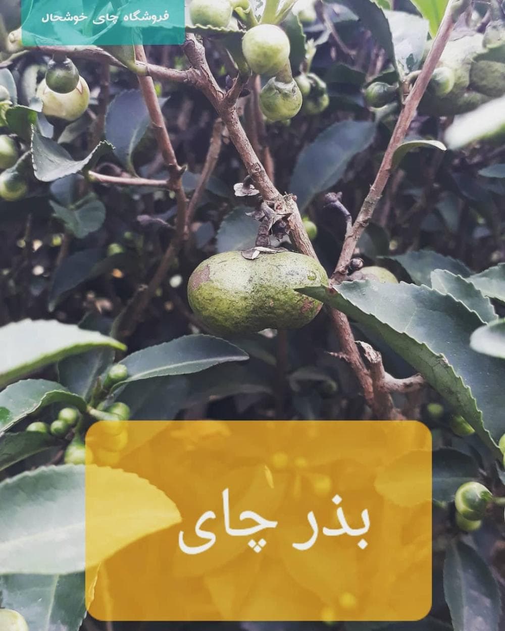 place فروشگاه چای خوشحال