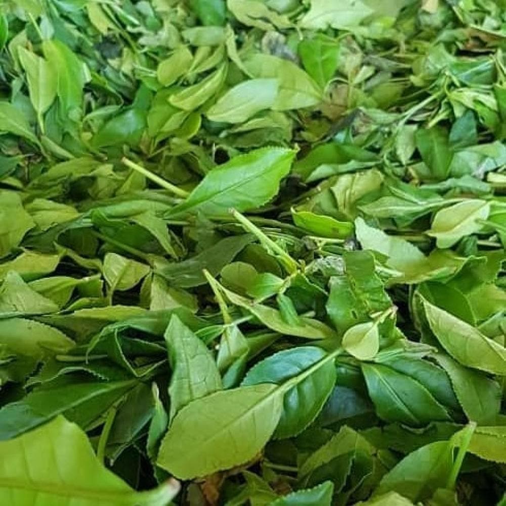 place چای مظفر